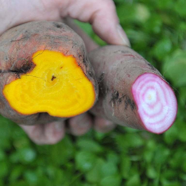 Rote und Gelbe Bete | Vergessene Gemüsesorten (Foto: dpa Bildfunk, picture alliance / dpa | Carmen Jaspersen)