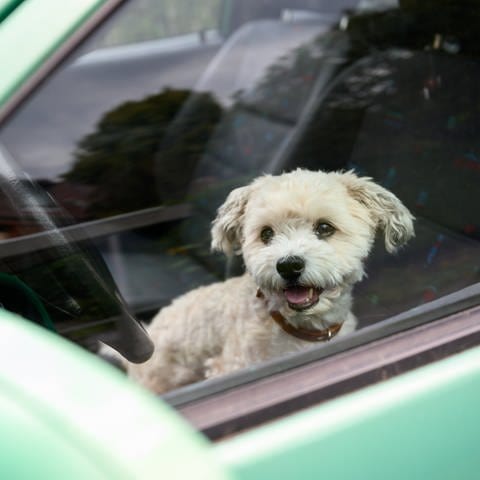 Hund sitzt in einem Auto (Symbolbild) (Foto: picture alliance/dpa | Jonas Walzberg)