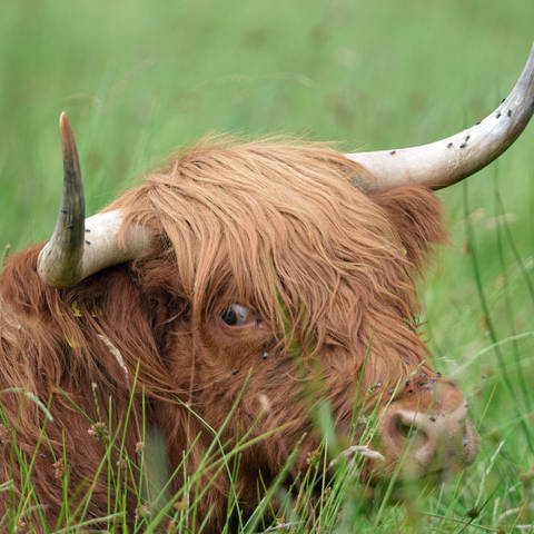 Eine Kuh steckt sich die Zunge in die Nase - drei der Tiere haben am Dienstagvormittag den Verkehr auf der A7 bei Illertissen blockiert. 